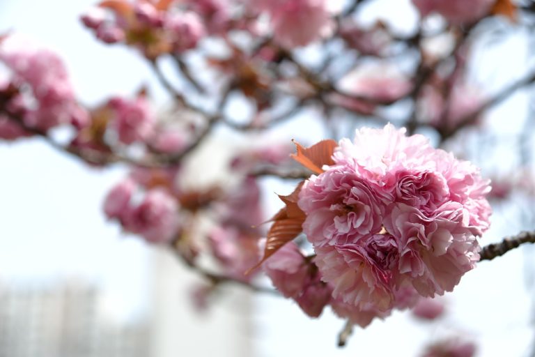 森町　桜祭り